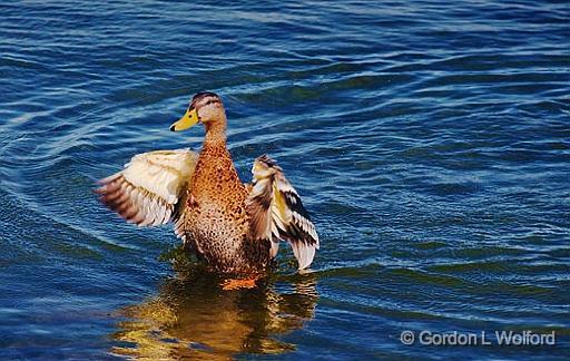 Fanning Its Wings_04309.jpg - Mallard Duck (Anas platyrhynchos) photographed at Orillia, Ontario, Canada.